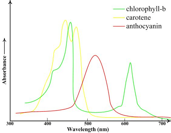 Figure 3: Absorbance curves of plant compounds `[1]`